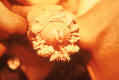 kondylomata gennitikon organon 02